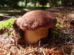 boletus pinophilus