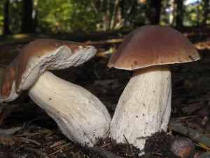 boletus edulis