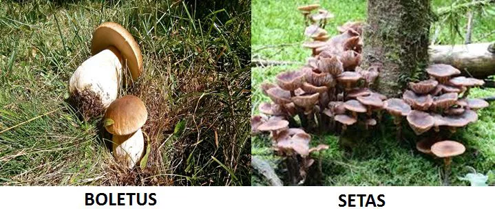 diferencias setas boletus