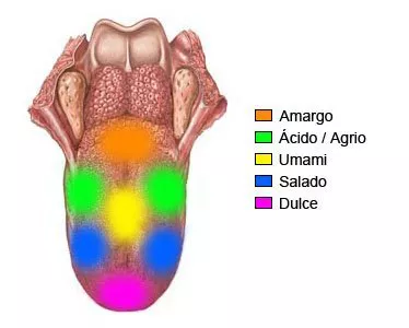 sabores lengua