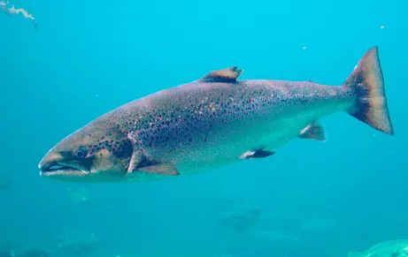 salmon atlántico