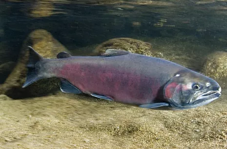 salmon coho