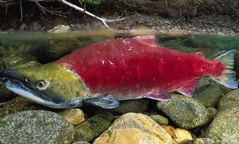 salmón rojo