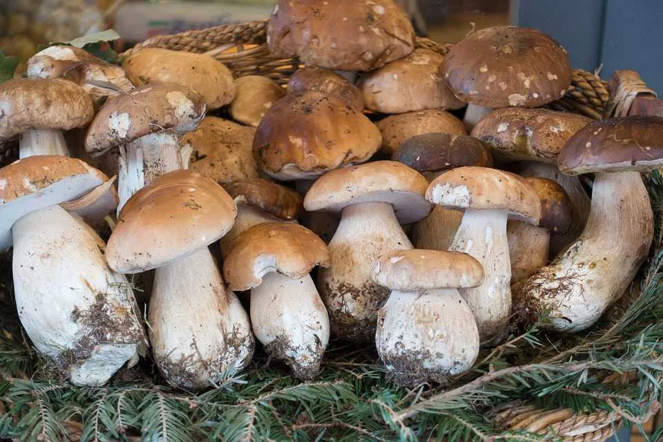 boletus