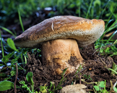 boletus