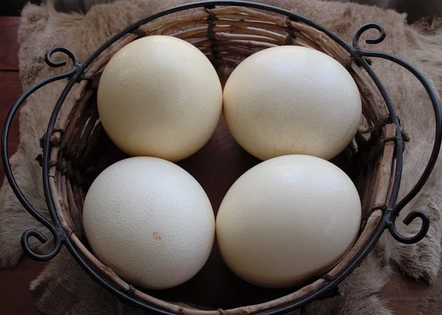 huevos avestruz